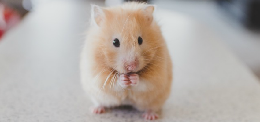 Photo of a Syrian Hamster